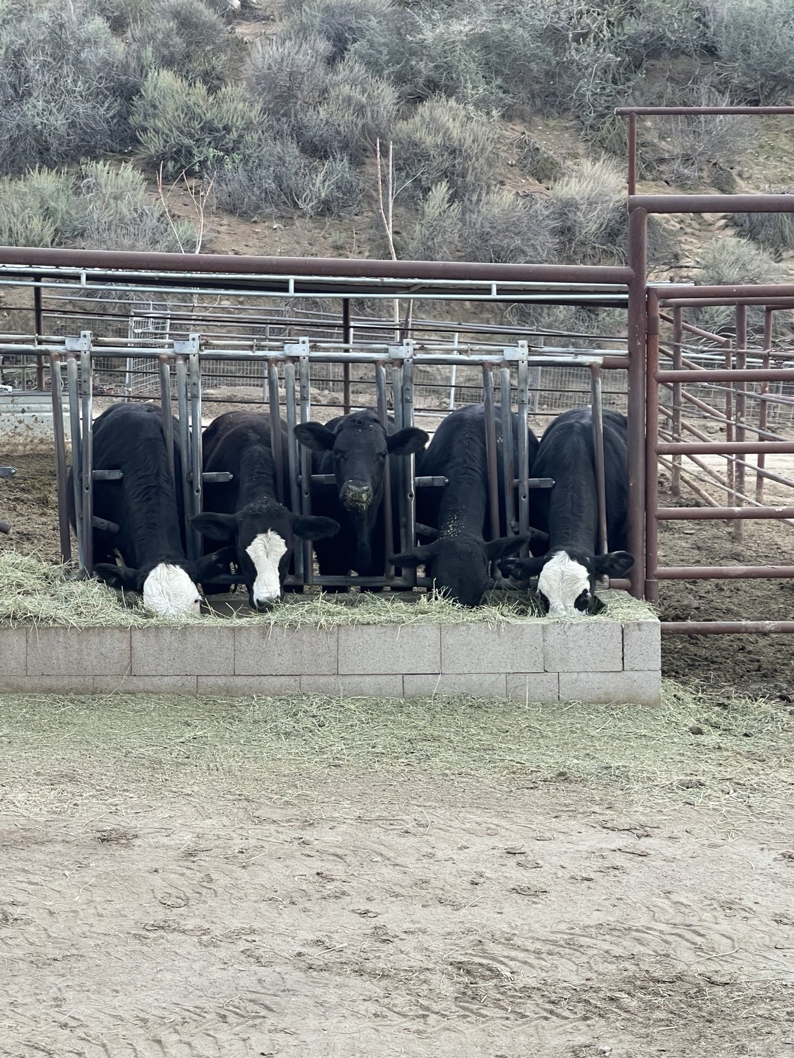 Cattle eating at the bunk line